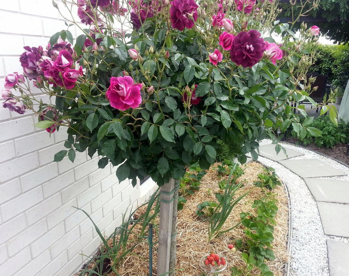 Courtenay B & B Kaiapoi Εξωτερικό φωτογραφία